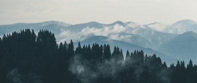 Landschaftsaufnahme eines Walds, im Hintergrund sieht man Berge